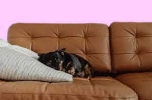 How to get rid of dog gland smell on leather furniture
