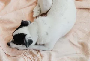 dog knead and bite the blankets solution