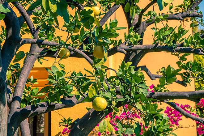 taking care of lemon tree