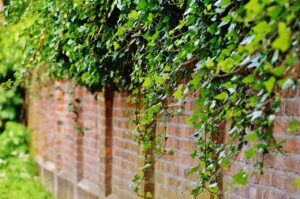 Best Climbing Plants to Beautify Your Garden