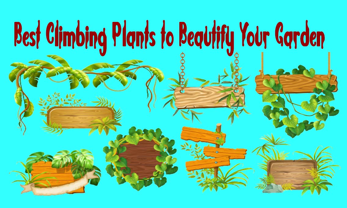 Best Climbing Plants to Beautify Your Garden