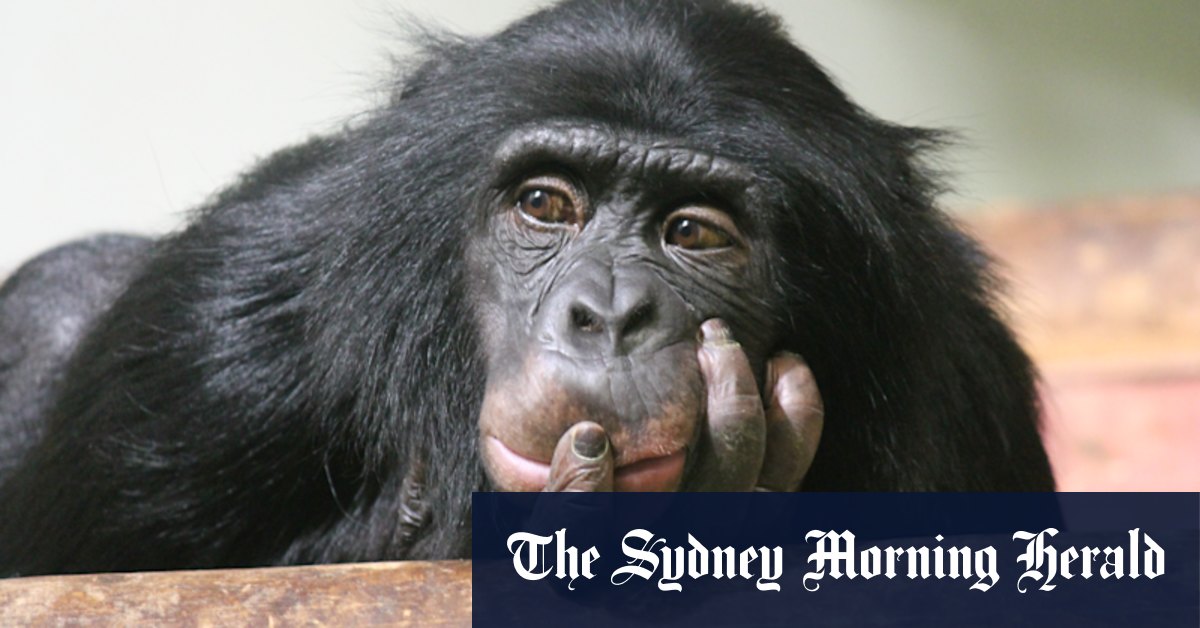 Chimpanzees consume equivalent of about two beers a day, study finds