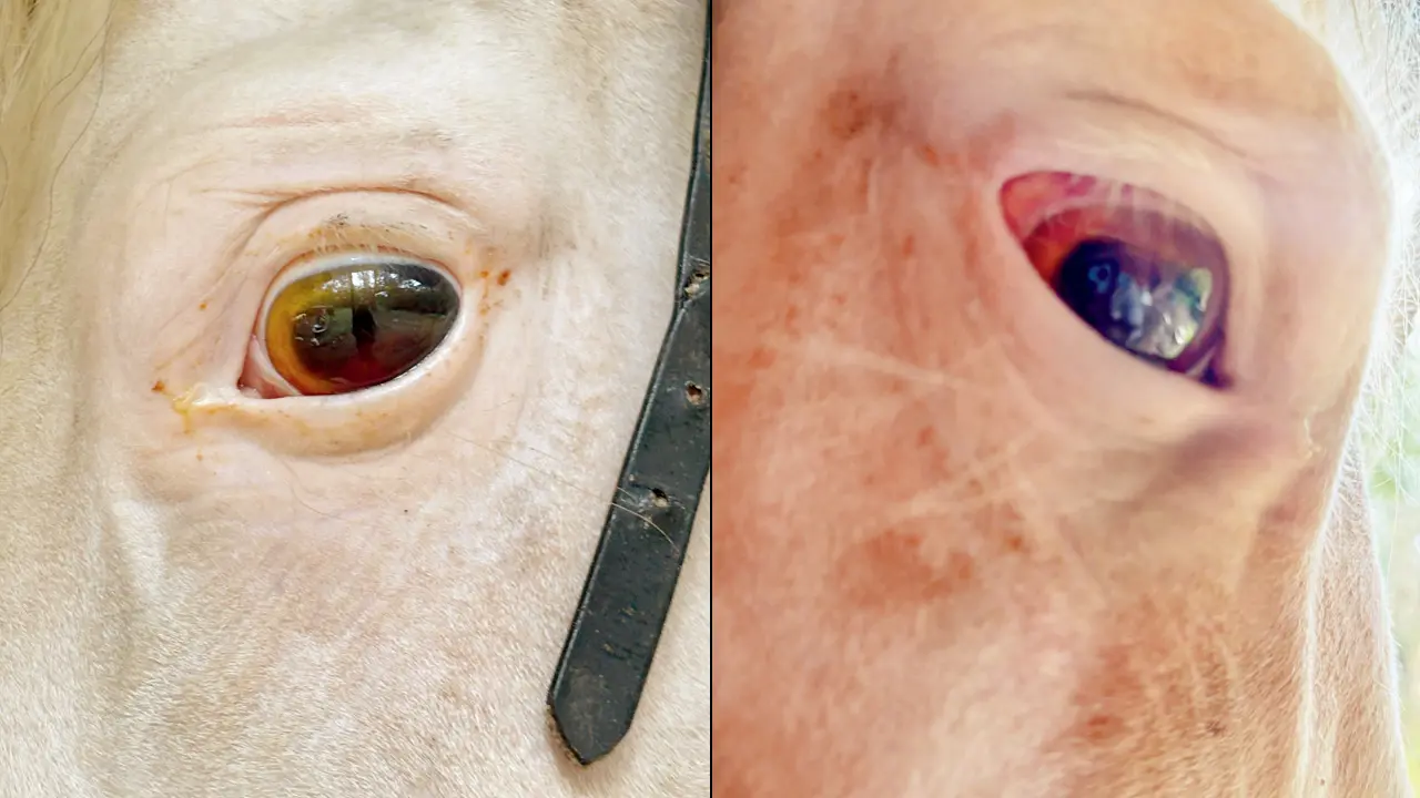 Maharashtra: Mysterious illness causes blindness in Matheran’s iconic horses