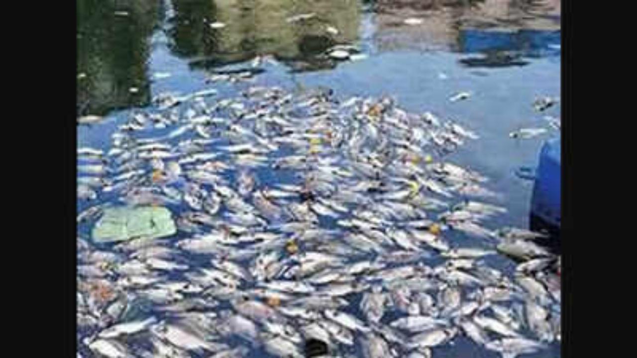 Activists file complaint, warn BMC of legal action over Banganga Lake pollution